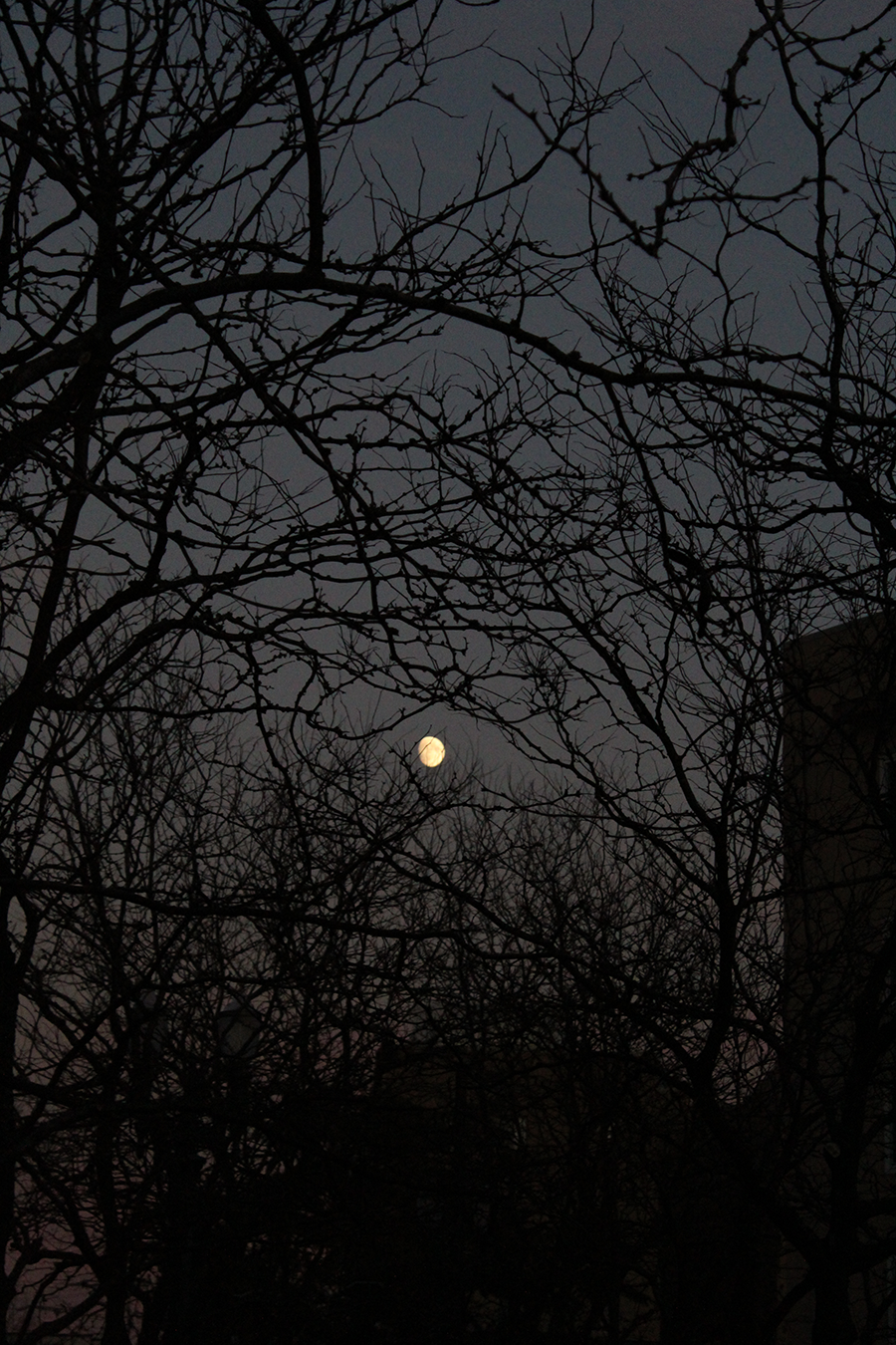 Photo of trees and the moon from Phone image number 0666 by Lance Mitchell
